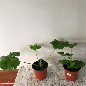 물병자리별 핑크판도라 러 유 제라늄