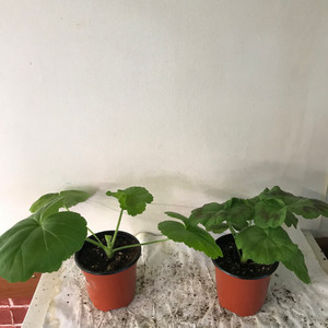 로진 메이로코코 러 한 제라늄