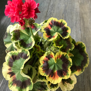 워레노스 카넬리언 유럽 제라늄