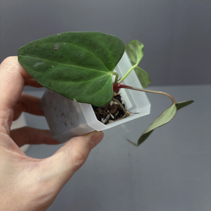 안스리움 RL X FS