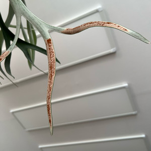 박쥐란 포자 구해요