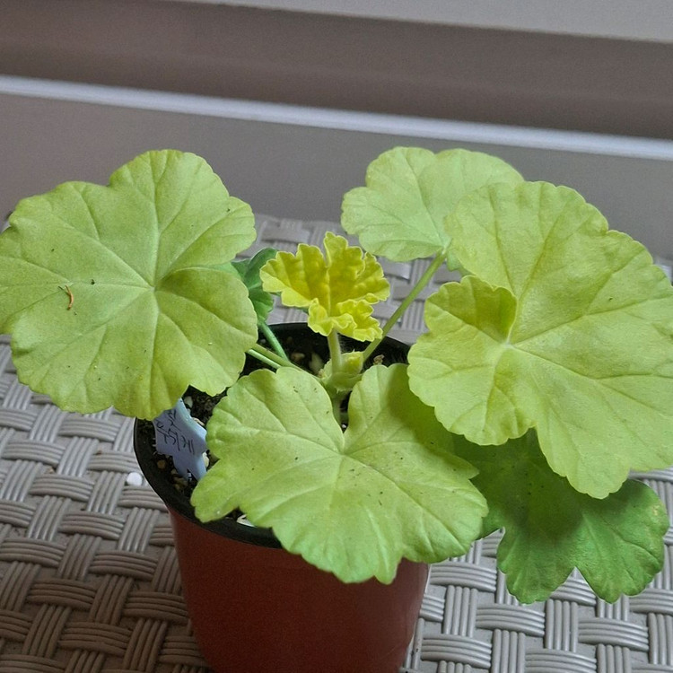 제라늄 빛푸쉬케--2