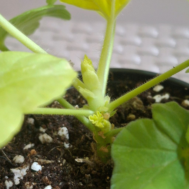 제라늄 빛푸쉬케--3