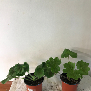 Ta러브스토리 ess게이샤 러시아 제라늄