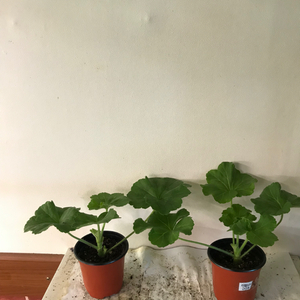 심프랄린 ug앤부르다 러시아 제라늄