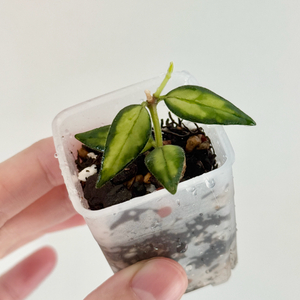 호야 벨라 루이부아