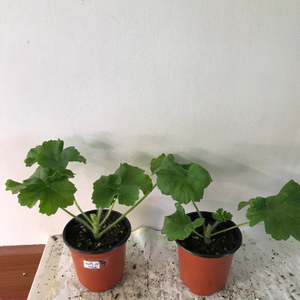 UV15.21 메를레종2 러시아 제라늄