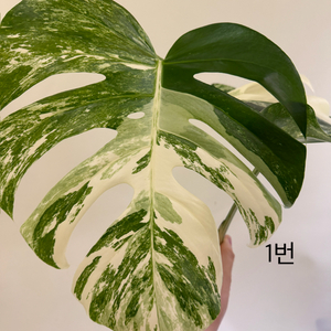몬스테라 알보 바리에가타