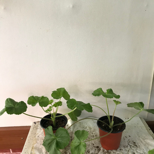 U그루쉔카 라라앙드레 러유 제라늄