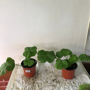 U나스타샤 필리포브나 쁘띠오드레 러 한 제라늄