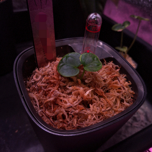 안스리움 ANTHURIUM RG DRESSLERIF2 DARK CLONEX BLACK)X FIB