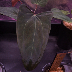 안스리움 도리토스 스콧