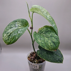 스킨답서스 다크드래곤 바리에가타