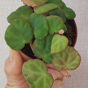 사라왁 베고니아