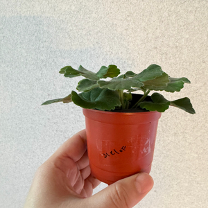 러시아제라늄2종_iv리디야 비잔틴퍼플