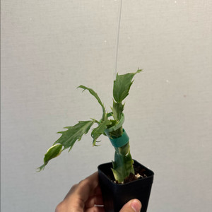 무늬게발선인장 (Schlumbergera variegated Madame Butterfly)