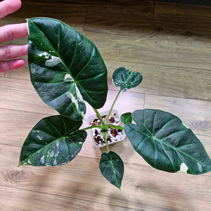 알로카시아 레갈쉴즈 화이트(알보)