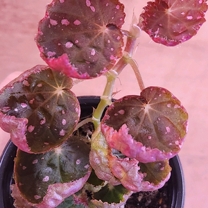 베고니아 2종 /머쉬룸&핑크라바