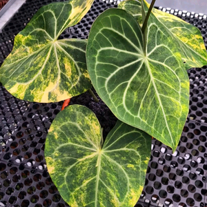 안스리움 클라리 바리