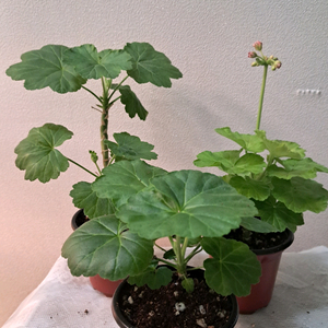 에이프릴스노우. 미스라이트. 골든율