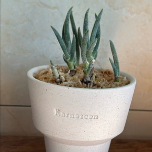 eria pannea (에리아 판네아 미니난초)택포