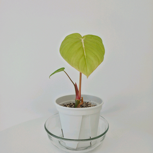 필로덴드론 딘 맥도웰 ㅡ 사진 동일품