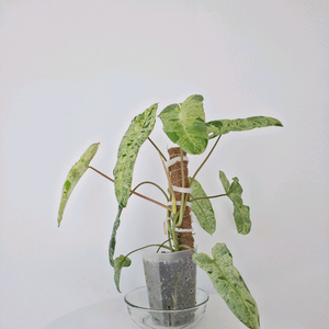 필로덴드론 파라이소베르디 바리에가타 ㅡ 사진 동일품