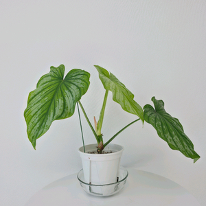 필로덴드론 실버클라우드 ㅡ 사진 동일품