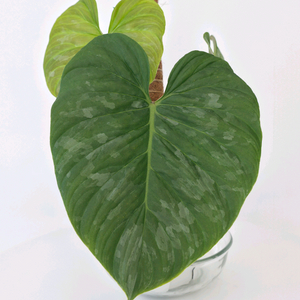 필로덴드론 마제스틱 ㅡ 사진 동일품