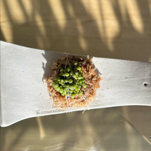 벌보필럼 모닐리포메 (카네즈센 식재) 택포