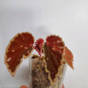 베고니아 다스 그린스팟