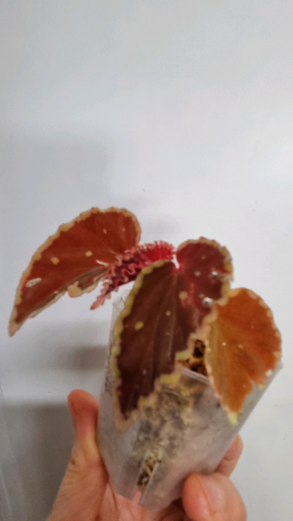 베고니아 다스 그린스팟--1