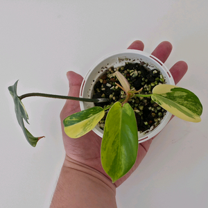 필로덴드론 플로리다뷰티 바리에가타(소품) ㅡ 사진 동일품