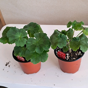 제라늄심레이디스카프리외