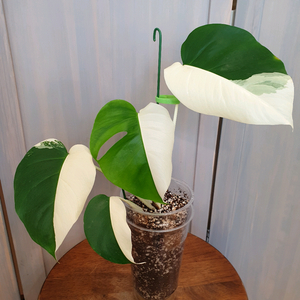 거의 하프문 ^^; #잎4장 #잎18cm :: 몬스테라 알보 바리에가타