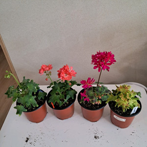 스텔라제라늄4종로타룬드버그외