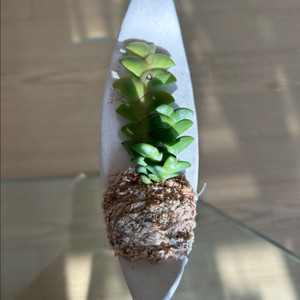 덴드로비움 레오니스 (카네즈센 식재) 택포