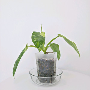 필로덴드론 호세부오노 바리에가타 ㅡ 사진 동일품