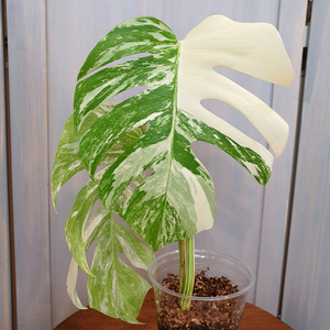 #탑2장 #잎25cm ~ 몬스테라 알보 바리에가타