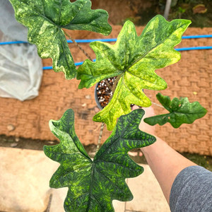 알로카시아 잭클린 미스틱