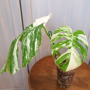 #탑2장 #잎33cm ~ 몬스테라 알보 바리에가타