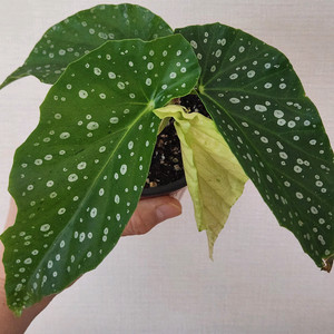 아메노시즈쿠 베고니아 .무늬종