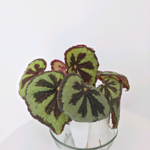 베고니아 마소니아 마운틴 ㅡ 사진 동일품