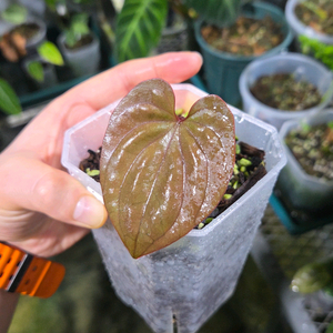 안스리움 럭셔리x레닥피 분양