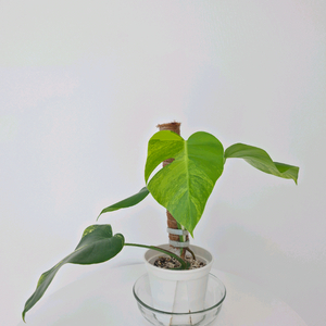 옐로우 몬스테라 보르시지아 바리에가타 ㅡ 사진 동일품