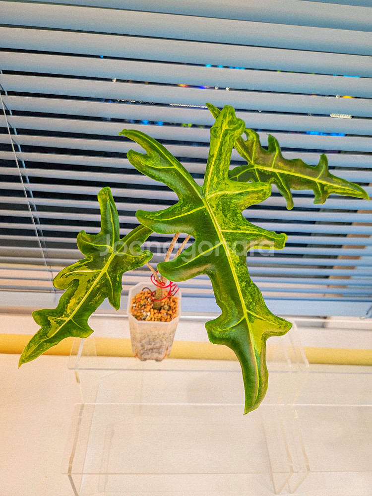 알로카시아 포르테이 엘로우 바리에가타<안스 호야x>--1