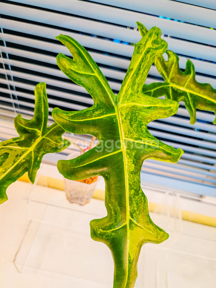 알로카시아 포르테이 엘로우 바리에가타<안스 호야x>--2