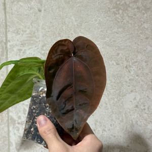 안스리움 드레스러리 씨들링