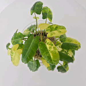 필로덴드론 버럴막스 바리에가타 ㅡ 사진 동일품