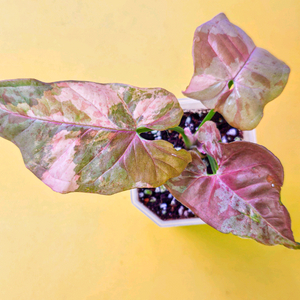 싱고니움 더블스팟 핑크 바리에가타<알로 안스x>